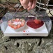 Set hoa và tình yêu mini